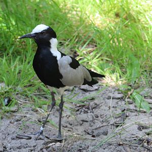 Blacksmith lapwing