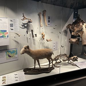 Berengia - Saiga Antelope