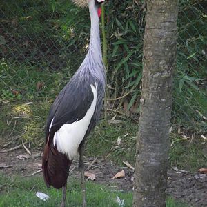 Grey Crowned-crane - Zooparc de Beauval - 08/2021