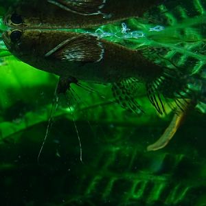 Freshwater butterflyfish (Pantodon buchholzi) (07/22)