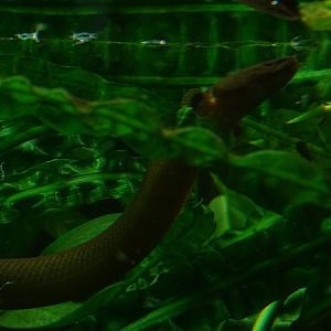 Reedfish (Erpetoichthys calabaricus) (07/22)