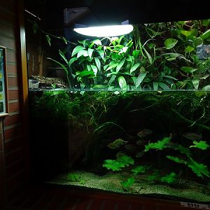 African freshwater tank (species in description) (07/22)