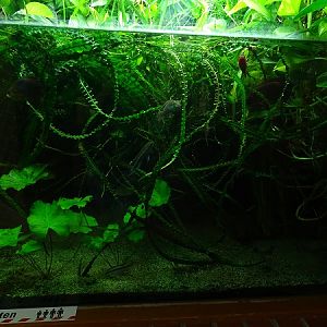 African freshwater tank (species in description) (07/22)