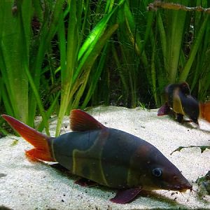 Clown loach (Chromobotia macracanthus) (07/22)
