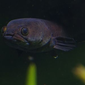 Fireback snakehead (Channa spec. „Laos Fireback“) (07/22)