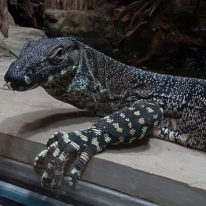 Lace monitor (Varanus varius) (07/22)