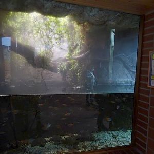 Tank for Boeseman's and Lake Kutubu rainbowfishes (07/22)
