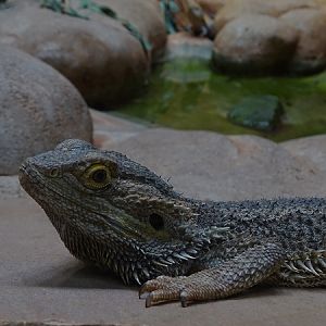 Central bearded dragon (Pogona vitticeps) (07/22)
