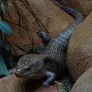 Common blue-tongued skink (Tiliqua scincoides) (07/22)