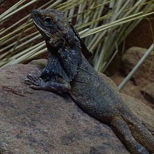 Frill-necked lizard (Chlamydosaurus kingii) (07/22)