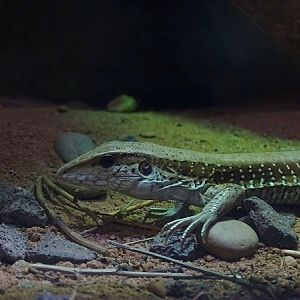 Giant ameiva (Ameiva ameiva) (07/22)