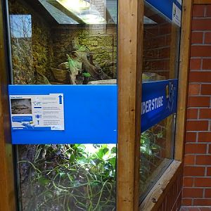 Terrarium for juvenile giant ameiva (top) (07/22)