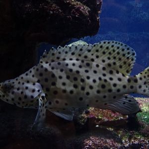 Panterbaars / Humpback grouper (Chromileptes altivelis) (07/22)