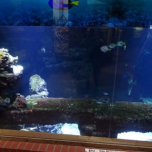 Main tank (species list in description) (07/22)