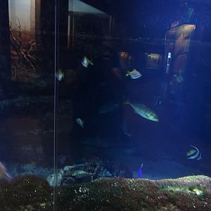 Main tank (species list in description) (07/22)