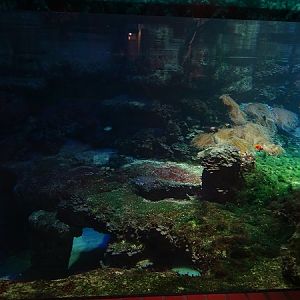 Main tank (species list in description) (07/22)