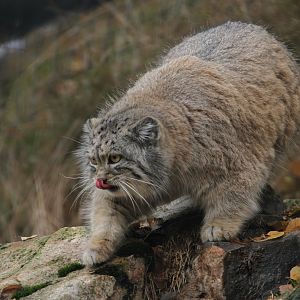 Pallas's Cat