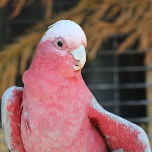 Galah