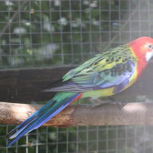 Eastern rosella