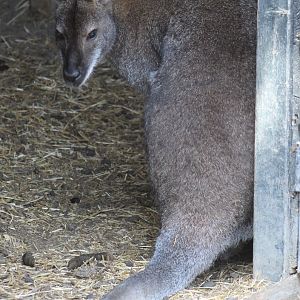 Red-necked wallaby