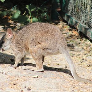 Parma wallaby