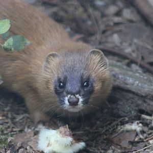 Siberian weasel