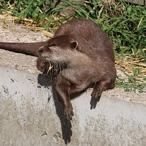 Asian small-clawed otter