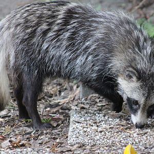Raccoon dog