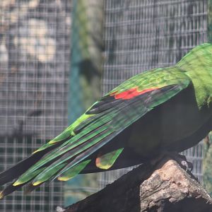 Red-winged parrot
