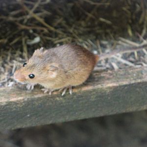 Eurasian harvest mouse