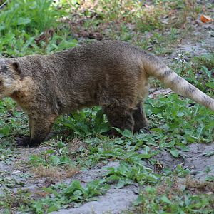 Ring-tailed coati