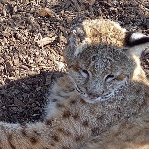 Bobcat