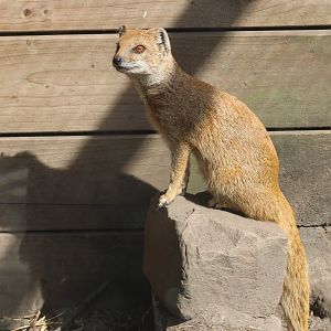 Yellow mongoose