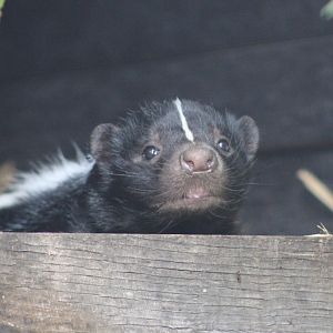 Striped skunk