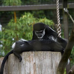 Mantled guereza grooming