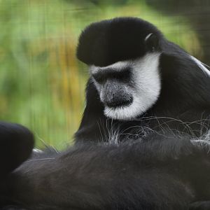 Mantled guereza grooming