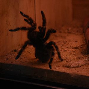 Mexican red-kneed tarantula