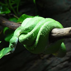 Emerald tree boa