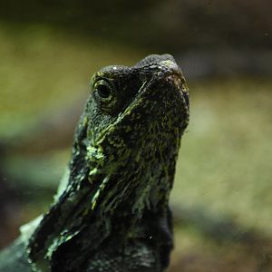 Frilled lizard