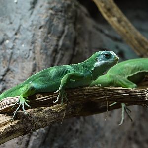 Fiji short-crested iguana