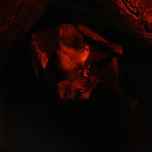 Egyptian fruit bat