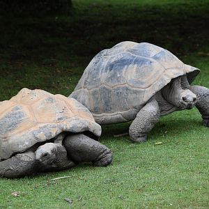 Aldabra giant tortoise