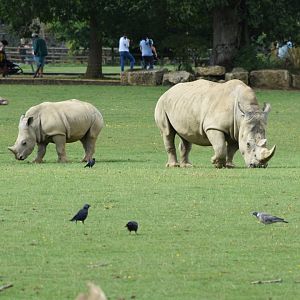 Southern white rhinoceros