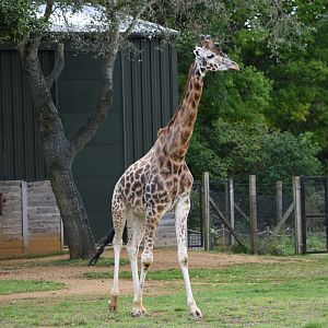 Rothschild's giraffe