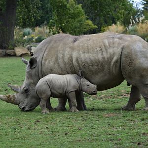 Southern white rhino