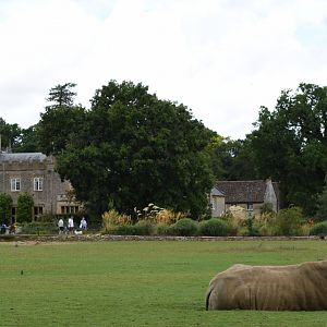 Southern white rhino in front of manor house