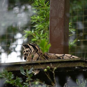 Clouded leopard