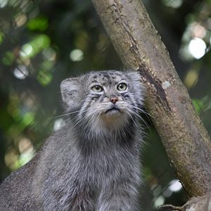 Pallas's cat