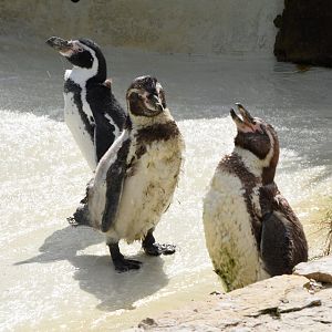 Humboldt penguins