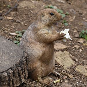 Black-tailed prairie dog
